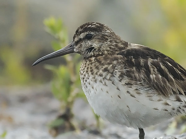 Jänkäsirriäinen, Broad-billed Sandpiper, Calidris falcinellus